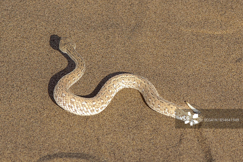 纳米比亚多洛布国家公园的矮膨蝰蛇图片素材