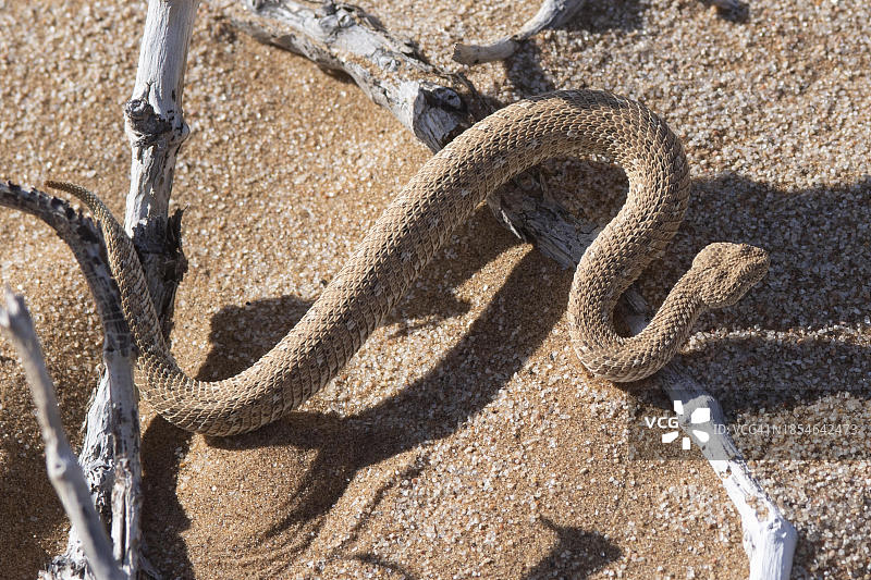 纳米比亚多洛布国家公园的矮膨蝰蛇图片素材