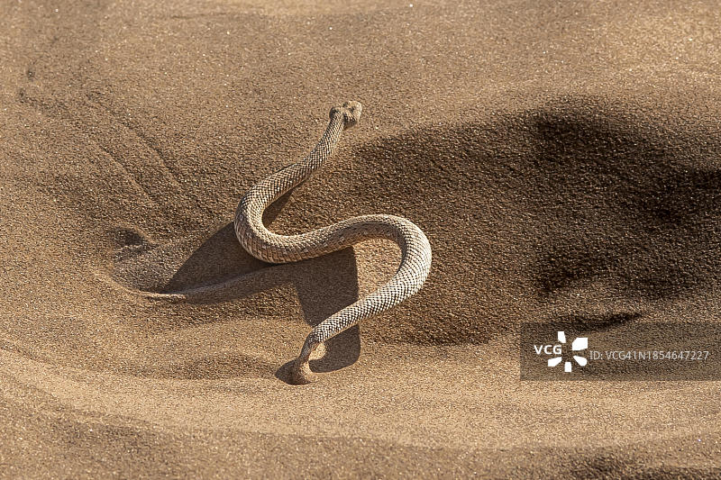 纳米比亚多洛布国家公园的矮膨蝰蛇图片素材