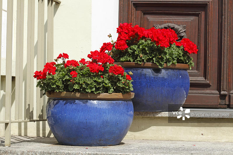 德国：摆放在前门前的花盆里的红色夏日鲜花图片素材