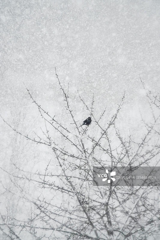 德国冬季的孤树图片素材