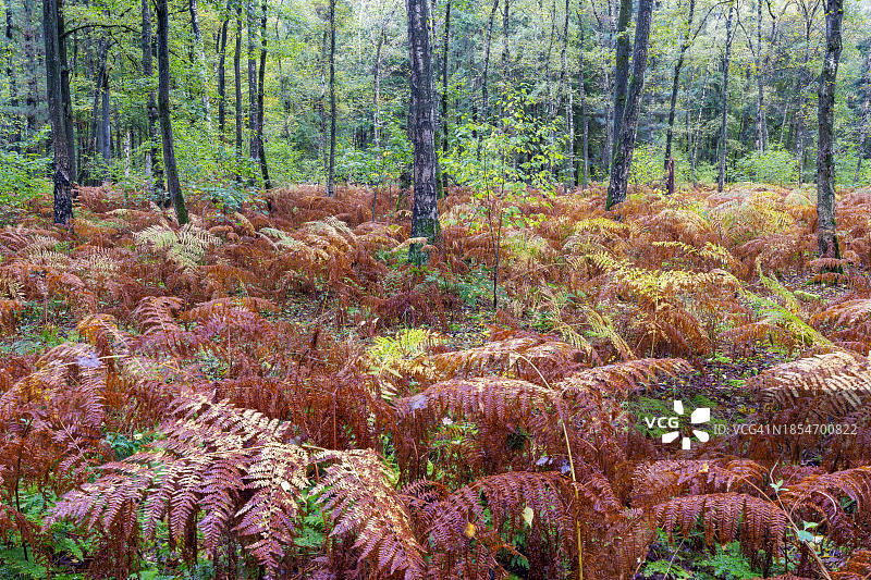 德国门兴格拉德巴赫布霍尔茨森林的秋天图片素材