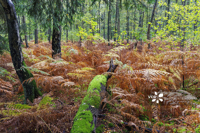 德国门兴格拉德巴赫布霍尔茨森林的秋天图片素材