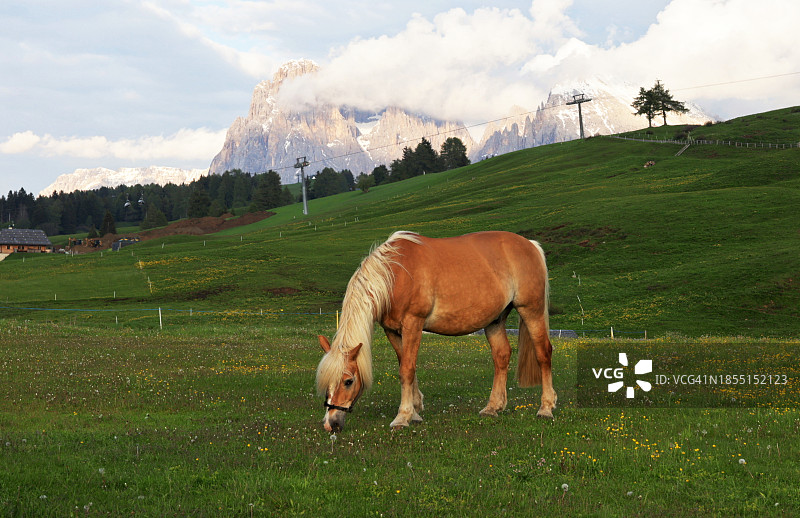 纯种马在田野上吃草的侧视图图片素材