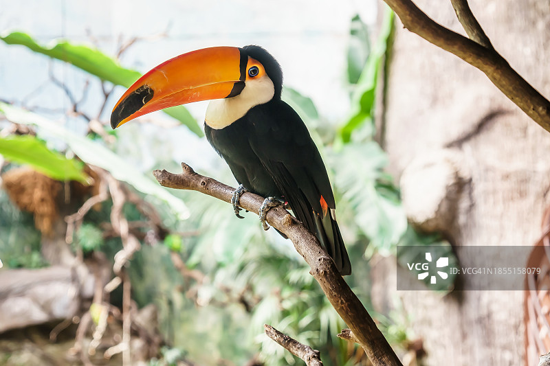 犀鸟栖息在树枝上的特写图片素材