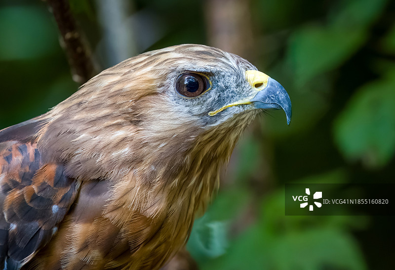 鹰的特写图片素材