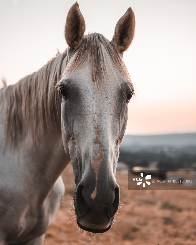 纯种马的肖像图片素材