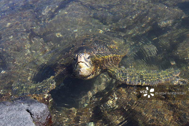 湖中游泳鳄鱼俯视图片素材