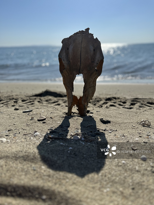 男子站在土耳其Gelibolu海滩，仰望天空的背影图片素材