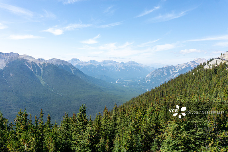 蓝天映衬下的松树美景图片素材