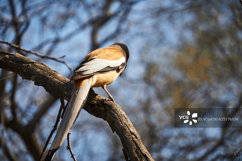 仰视角度拍摄的鸟类栖息在树上图片素材