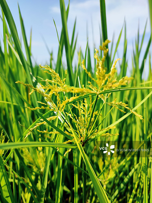 斯里兰卡东部省份亭可马里，田野里生长的农作物特写图片素材