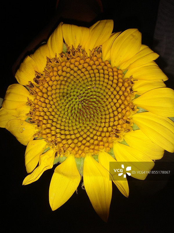 黄色花朵在黑色背景下的特写图片素材