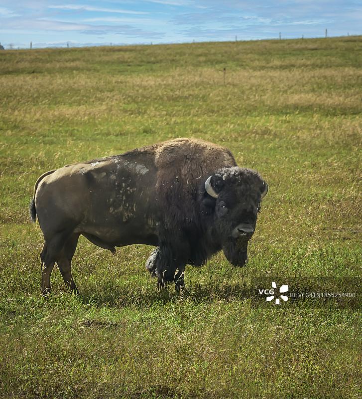 加拿大南部的野牛图片素材