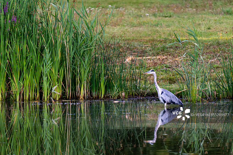 苍鹭栖息在湖上的侧视图图片素材