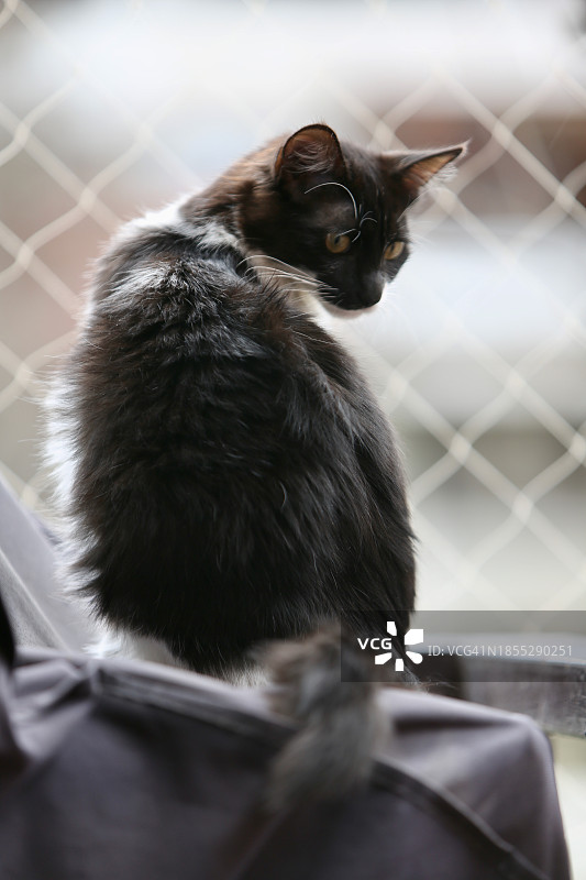 坐在栅栏上的猫的背影图片素材