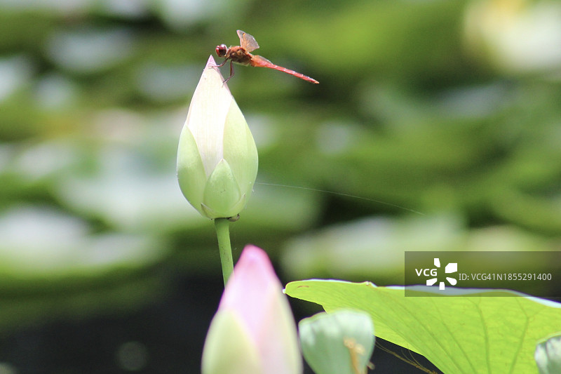 莲花，美国佛罗里达州南维罗海滩图片素材