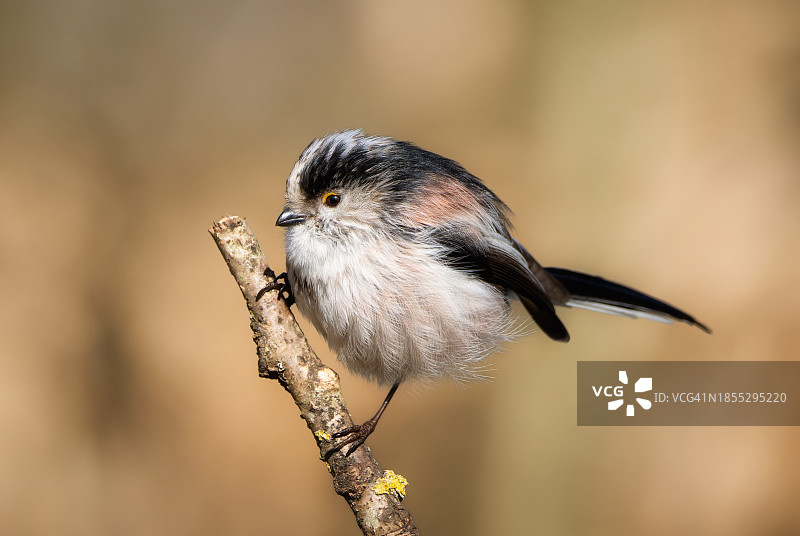 栖息在树枝上的山雀特写，伦敦，英国图片素材