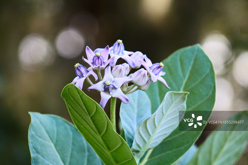 紫色开花植物特写，美国佛罗里达州詹森海滩图片素材
