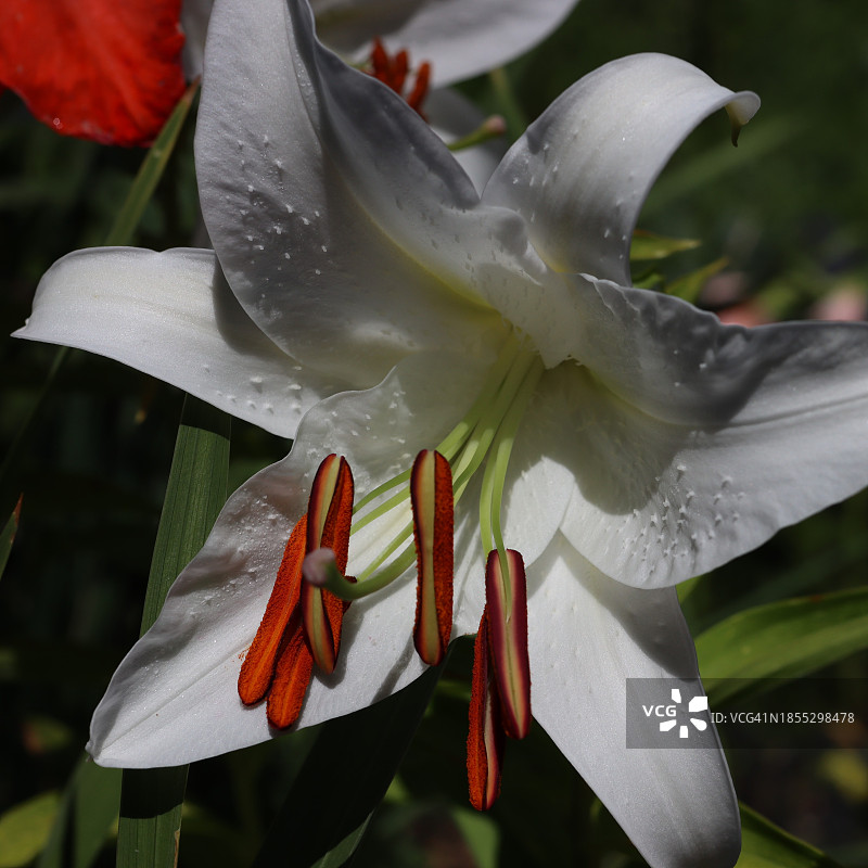 俄勒冈州尤金市的白色玫瑰花特写图片素材