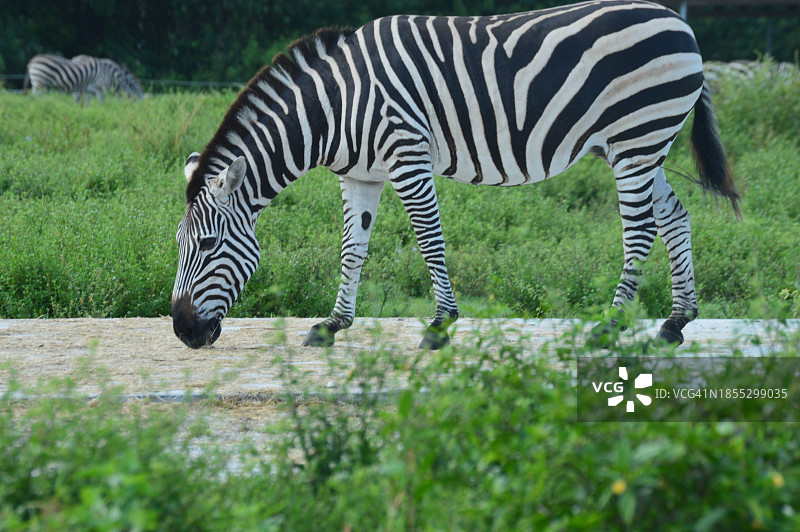 美国北卡罗来纳州兰道夫县，站在草地上的平原斑马的侧视图图片素材