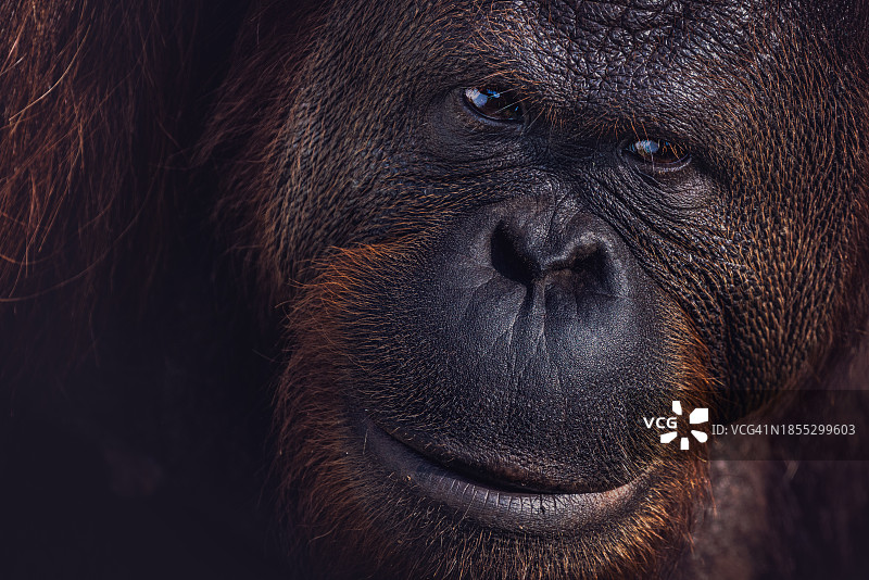大猩猩的特写肖像图片素材