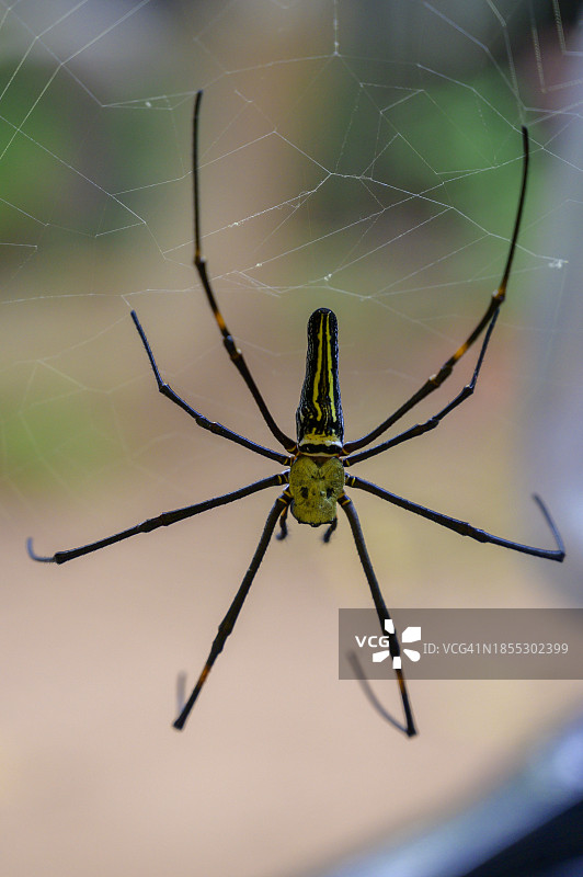 网上蜘蛛的特写，印度图片素材