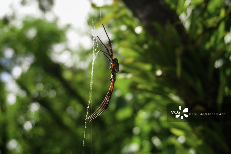 关岛阿瑙：蜘蛛网上的蜘蛛特写图片素材