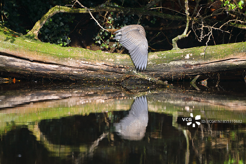 美国纽约州拿骚县湖中的树干特写图片素材