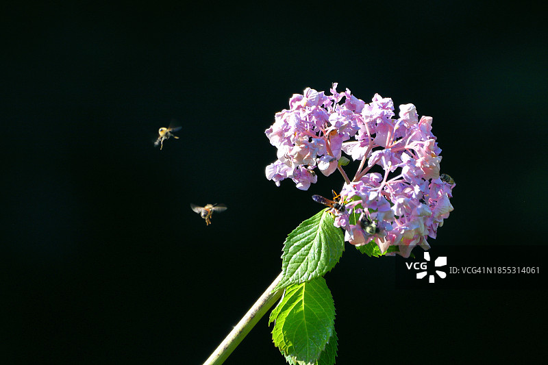 黑色背景下的紫色花朵上的昆虫特写，美国纽约图片素材