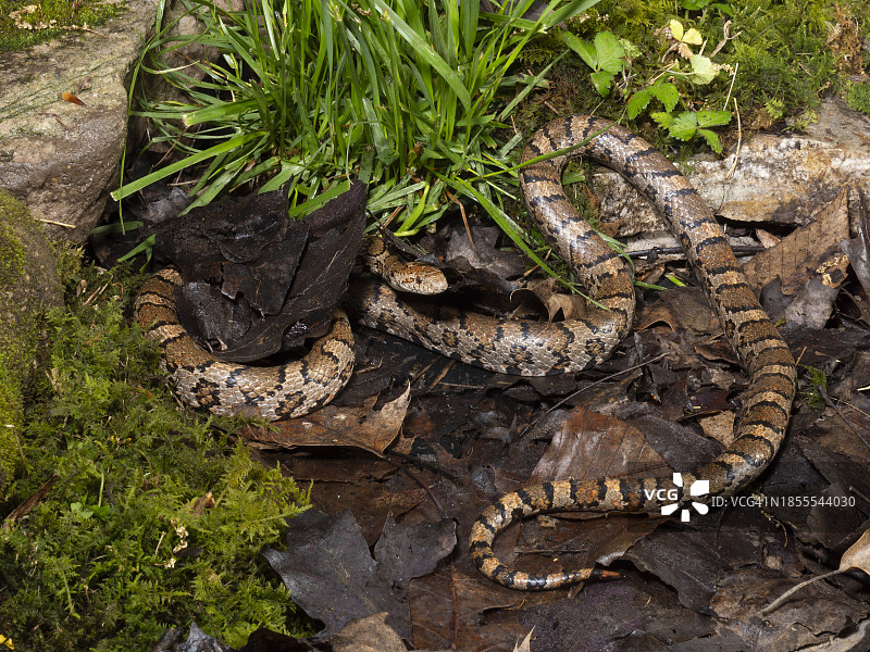 东部乳蛇图片素材