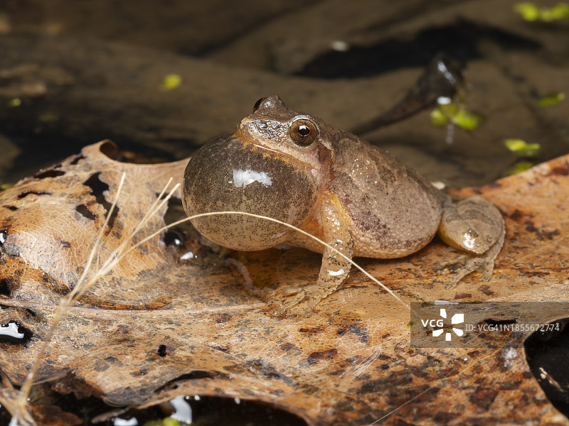春季鸣蛙图片素材