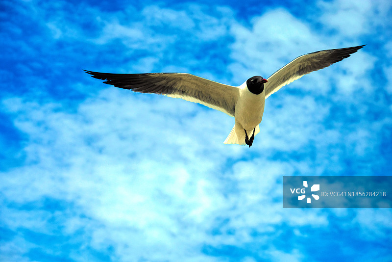 海滩和大西洋上的海鸥图片素材