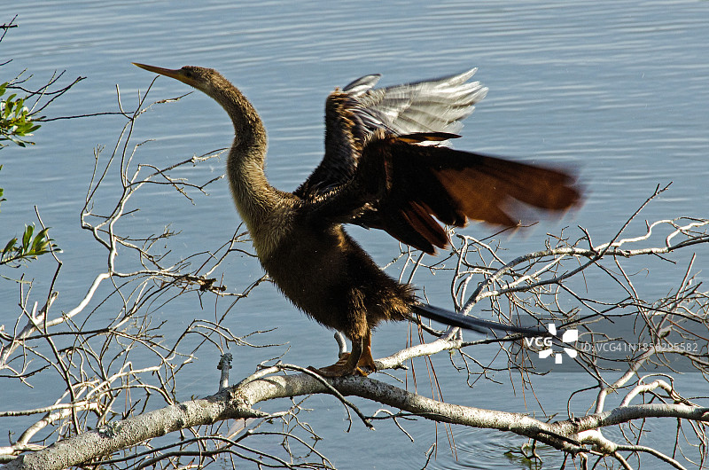 美洲蛇鹈展开翅膀图片素材