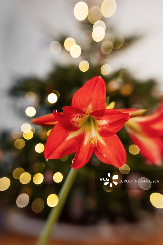 圣诞树前的朱顶红盆栽，带灯光和散景图片素材