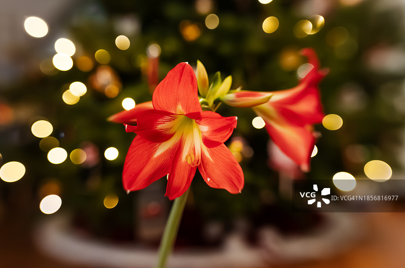 圣诞树前的朱顶红盆栽，带灯光和散景图片素材