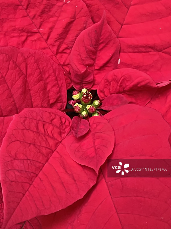 一品红（圣诞花）红色花朵花瓣特写图片素材