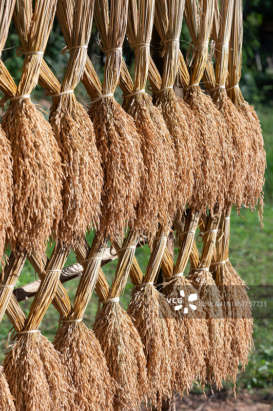 刚收割的稻穗纹理背景图片素材