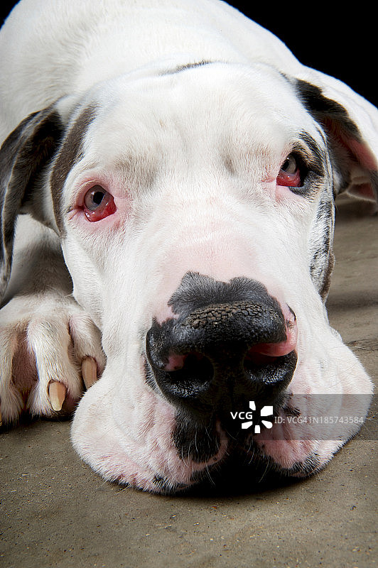 休息中的大丹犬影棚写真图片素材