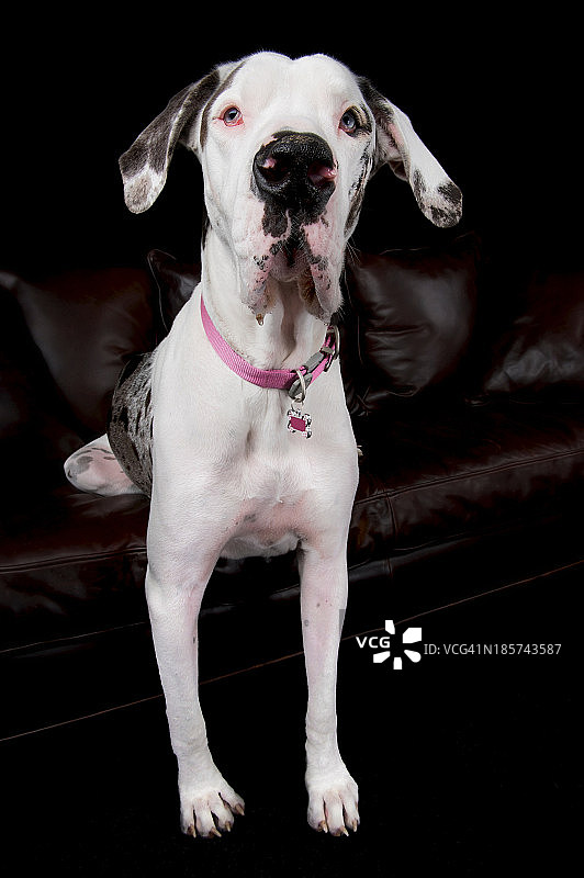 后腿放在沙发上的大丹犬影棚肖像图片素材