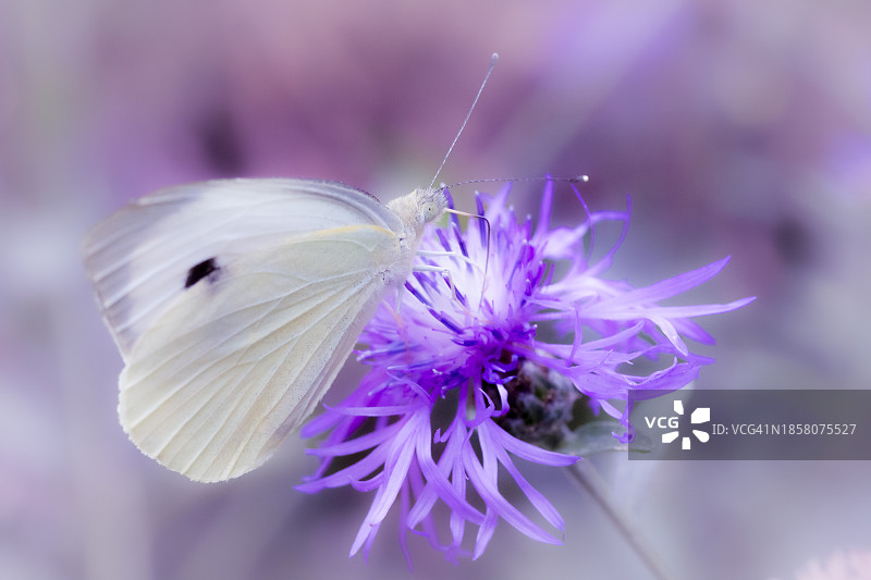 意大利帕尔马紫色花朵上蝴蝶授粉特写图片素材