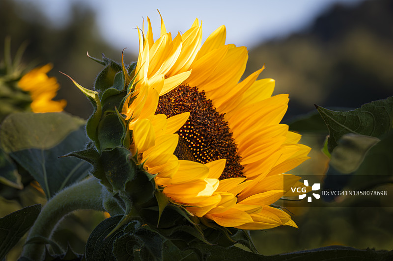美国加利福尼亚州吉尔罗伊的向日葵特写图片素材