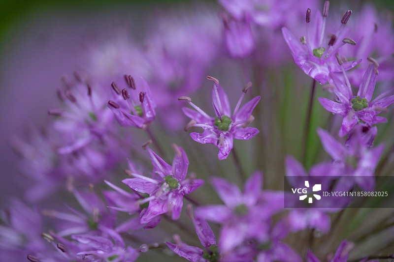 紫色开花植物特写，丹比镇，纽约州，美国图片素材