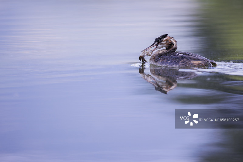 一只鸭子图片素材
