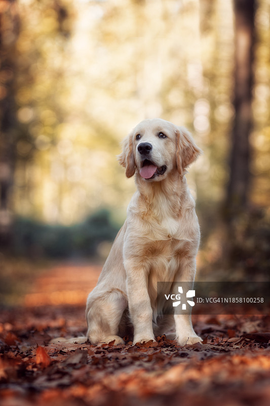 德国森林里的金毛寻回犬肖像图片素材
