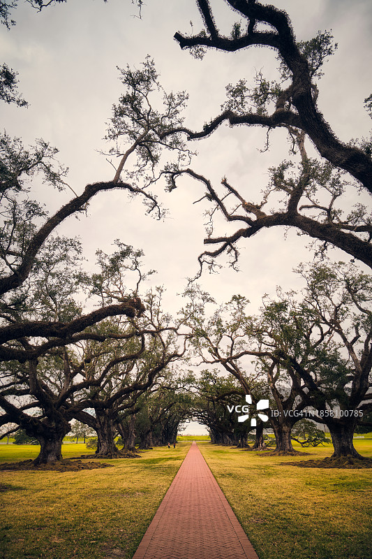 美国路易斯安那州瓦切里：树木与空旷道路图片素材