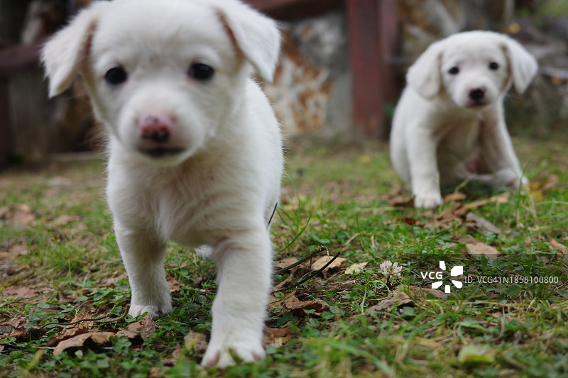 草地上小狗特写图片素材