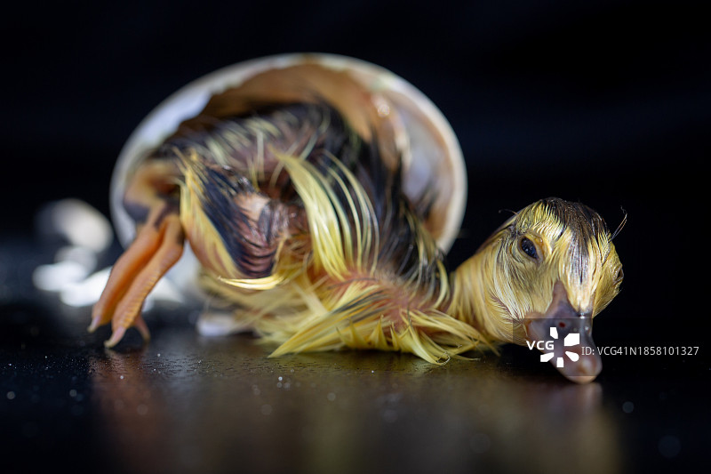 黑色背景下桌子上的昆虫特写图片素材