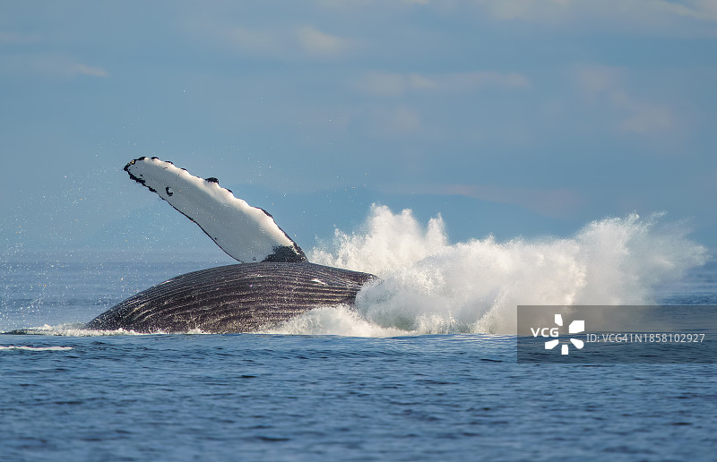 海中海豚游泳的俯视照片图片素材