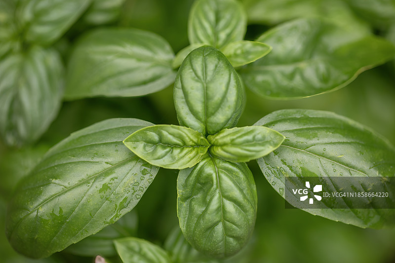 意大利罗勒叶图片素材